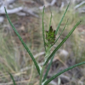 Senecio quadridentatus at Hackett, ACT - 19 Sep 2015 01:23 PM