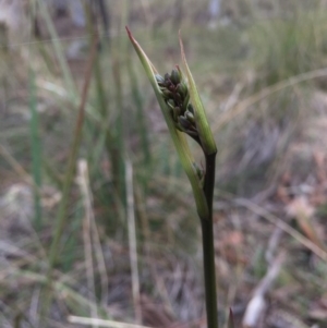 Dianella revoluta var. revoluta at Hackett, ACT - 19 Sep 2015