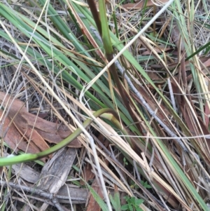 Dianella revoluta var. revoluta at Hackett, ACT - 19 Sep 2015