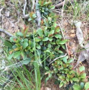 Pyracantha crenulata at Canberra Central, ACT - 19 Sep 2015