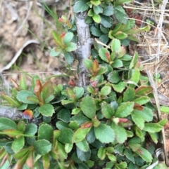 Pyracantha crenulata at Canberra Central, ACT - 19 Sep 2015 01:36 PM