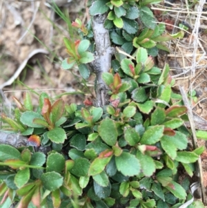 Pyracantha crenulata at Canberra Central, ACT - 19 Sep 2015