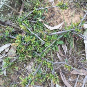 Pyracantha crenulata at Canberra Central, ACT - 19 Sep 2015