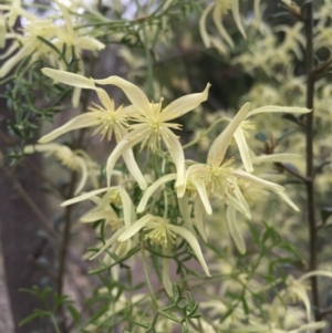 Clematis leptophylla at Canberra Central, ACT - 19 Sep 2015 01:41 PM