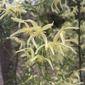 Clematis leptophylla at Canberra Central, ACT - 19 Sep 2015