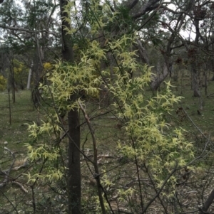 Clematis leptophylla at Canberra Central, ACT - 19 Sep 2015 01:41 PM