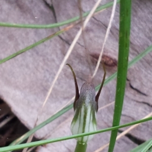 Pterostylis pedunculata at Hackett, ACT - 19 Sep 2015