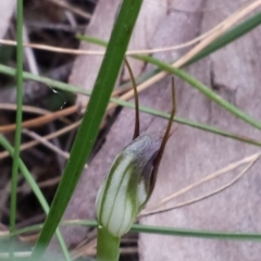 Pterostylis pedunculata at Hackett, ACT - 19 Sep 2015