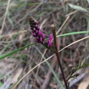 Indigofera australis subsp. australis at Canberra Central, ACT - 19 Sep 2015