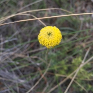 Craspedia sp. at Canberra Central, ACT - suppressed