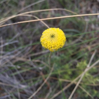 Craspedia sp. (Billy Buttons) at Mount Majura - 19 Sep 2015 by AaronClausen