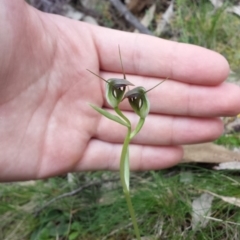 Pterostylis pedunculata (Maroonhood) at Mount Majura - 19 Sep 2015 by MattM