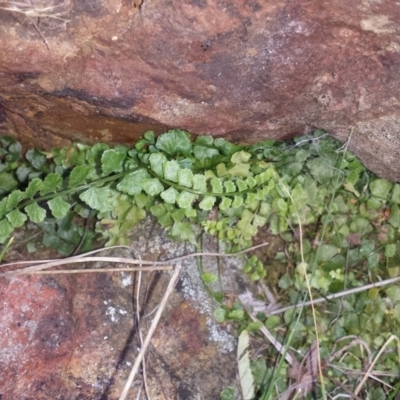 Asplenium flabellifolium (Necklace Fern) at Mount Majura - 13 Sep 2015 by MattM