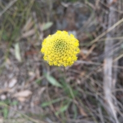 Craspedia variabilis (Common Billy Buttons) at Mount Majura - 19 Sep 2015 by AaronClausen