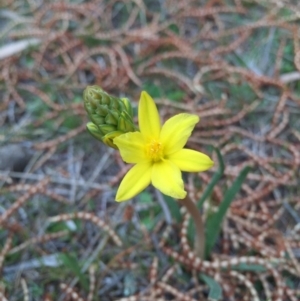 Bulbine bulbosa at Canberra Central, ACT - 19 Sep 2015