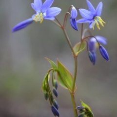 Stypandra glauca (Nodding Blue Lily) at Black Mountain - 18 Sep 2015 by Jek