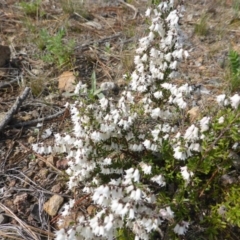 Cryptandra amara (Bitter Cryptandra) at Isaacs, ACT - 15 Sep 2015 by Mike