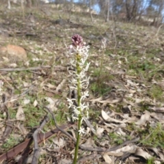 Stackhousia monogyna (Creamy Candles) at Scrivener Hill - 12 Sep 2015 by Mike