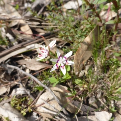 Wurmbea dioica subsp. dioica (Early Nancy) at O'Malley, ACT - 12 Sep 2015 by Mike