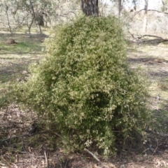 Clematis leptophylla (Small-leaf Clematis, Old Man's Beard) at Mount Mugga Mugga - 4 Sep 2015 by Mike