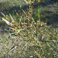 Dodonaea viscosa subsp. angustissima (Hop Bush) at Mount Mugga Mugga - 16 Sep 2015 by Mike