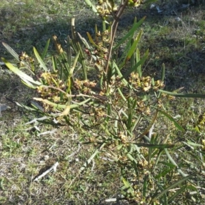 Dodonaea viscosa subsp. angustissima at Symonston, ACT - 16 Sep 2015