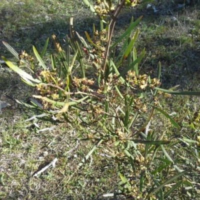 Dodonaea viscosa subsp. angustissima (Hop Bush) at Symonston, ACT - 16 Sep 2015 by Mike
