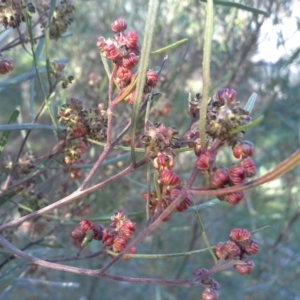 Dodonaea viscosa subsp. angustissima at Symonston, ACT - 16 Sep 2015 03:00 PM