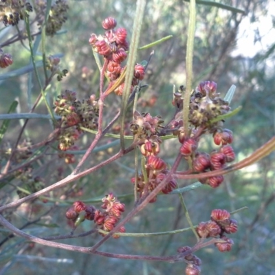 Dodonaea viscosa subsp. angustissima (Hop Bush) at Symonston, ACT - 16 Sep 2015 by Mike