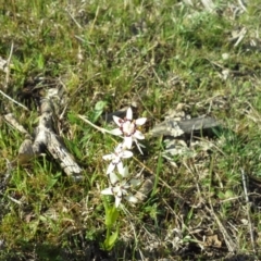 Wurmbea dioica subsp. dioica (Early Nancy) at Mount Mugga Mugga - 16 Sep 2015 by Mike