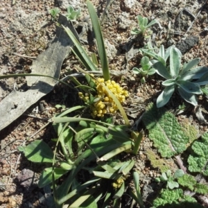 Lomandra bracteata at Jerrabomberra, ACT - 16 Sep 2015