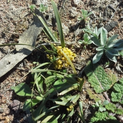 Lomandra bracteata (Small Matrush) at Isaacs Ridge and Nearby - 16 Sep 2015 by Mike