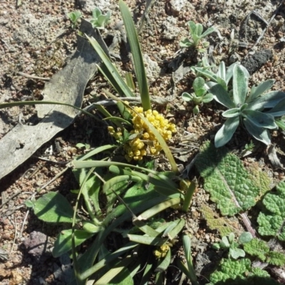 Lomandra bracteata (Small Matrush) at Jerrabomberra, ACT - 16 Sep 2015 by Mike