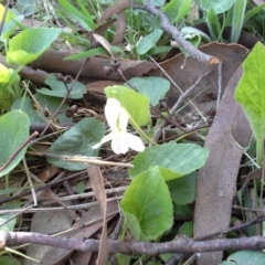 Viola odorata (Sweet Violet, Common Violet) at Jerrabomberra, ACT - 16 Sep 2015 by Mike