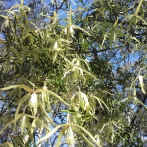 Clematis leptophylla at Isaacs Ridge - 16 Sep 2015