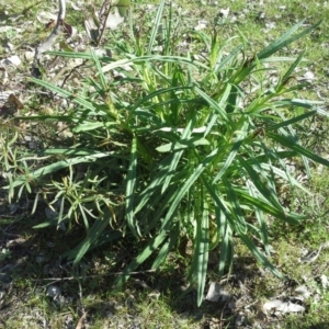 Xerochrysum viscosum at Jerrabomberra, ACT - 16 Sep 2015 02:03 PM