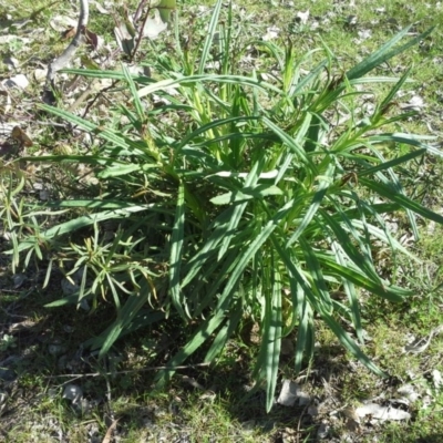 Xerochrysum viscosum (Sticky Everlasting) at Isaacs Ridge - 16 Sep 2015 by Mike