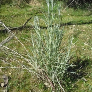 Senecio quadridentatus at Isaacs Ridge - 16 Sep 2015