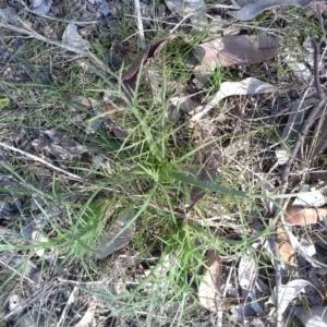 Eryngium ovinum at Jerrabomberra, ACT - 16 Sep 2015