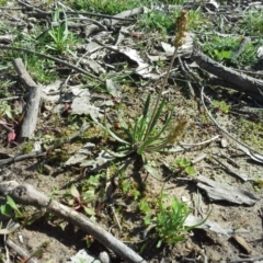 Plantago varia (Native Plaintain) at Isaacs Ridge - 16 Sep 2015 by Mike