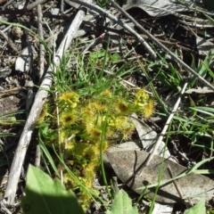 Drosera (genus) (A Sundew) at Isaacs Ridge - 16 Sep 2015 by Mike