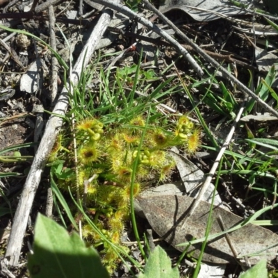 Drosera sp. (A Sundew) at Isaacs Ridge - 16 Sep 2015 by Mike