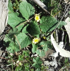 Cymbonotus sp. (preissianus or lawsonianus) at Isaacs Ridge - 16 Sep 2015 01:58 PM