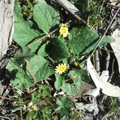 Cymbonotus sp. (preissianus or lawsonianus) (Bears Ears) at Isaacs Ridge - 16 Sep 2015 by Mike