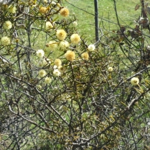 Acacia ulicifolia at Isaacs Ridge - 16 Sep 2015 01:53 PM