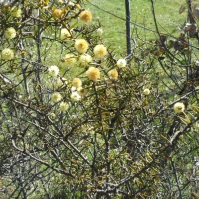 Acacia ulicifolia (Prickly Moses) at Jerrabomberra, ACT - 16 Sep 2015 by Mike