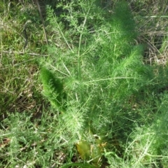 Foeniculum vulgare (Fennel) at Isaacs Ridge and Nearby - 16 Sep 2015 by Mike