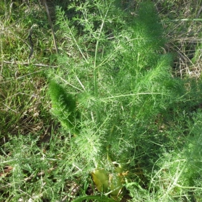 Foeniculum vulgare (Fennel) at Jerrabomberra, ACT - 16 Sep 2015 by Mike