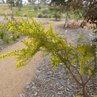 Acacia acinacea (Gold Dust Wattle) at Sth Tablelands Ecosystem Park - 19 Sep 2015 by AndyRussell