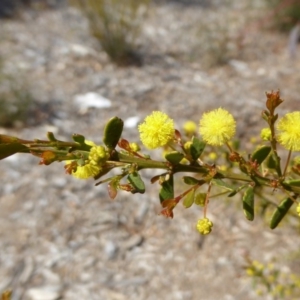 Acacia acinacea at Molonglo Valley, ACT - 19 Sep 2015